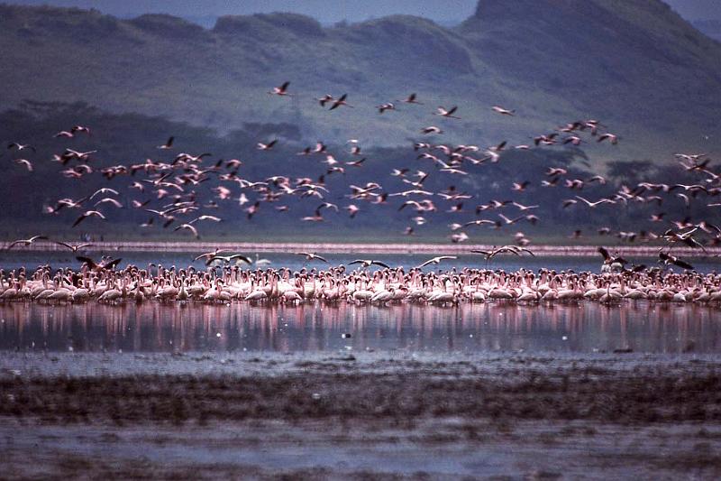 WT 1400 205-31 Kenya.jpg